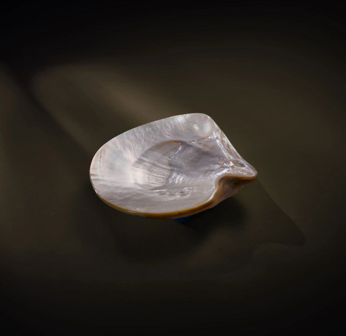 Nacrescent Muschelschale